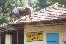 Gayi bhains chat me